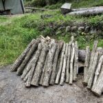支障木が、シイタケを育てる木になる。