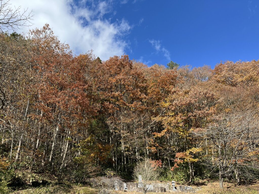 上田芳行さんが相続した北広島町の広葉樹林