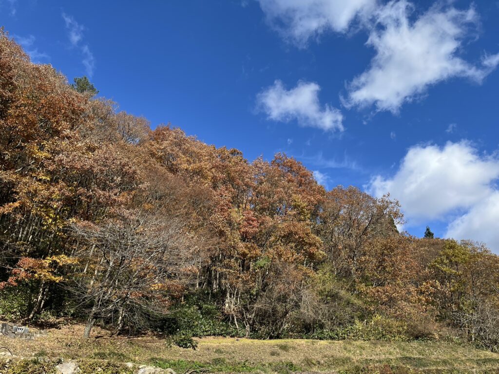 秋の紅葉が広がる上田芳行さんの山林