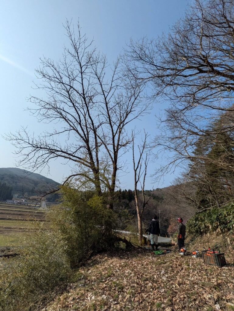 県道沿いの広葉樹と枯れたサクラのそばに立つ上田芳行さん
